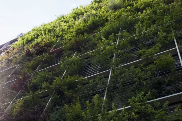 green wall