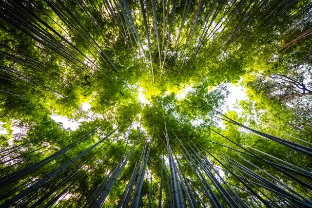 forêt dans kyoto