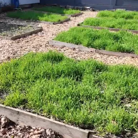 Image of Une initiative locale qui fait pousser bien plus que des légumes
